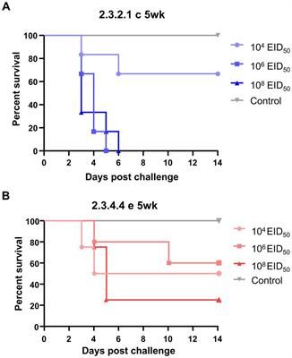 Age is a determinant factor in the susceptibility of domestic ducks to H5 clade 2.3.2.1c and 2.3.4.4e high pathogenicity avian influenza viruses